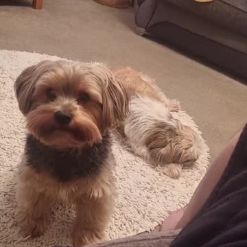 Adorable Yorkie Innocently Asks Owner For Attention