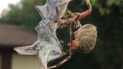 Hungry Spider