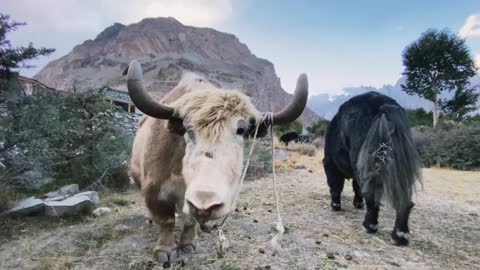 Yak king of the mountains