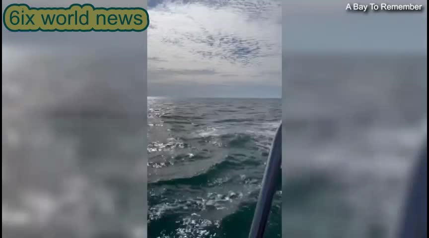 Thresher shark leaping in the waves of UK coast