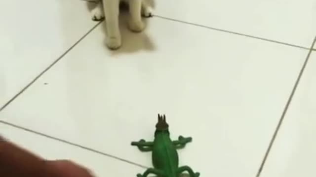 CAT GETTING SCARED BY LITTLE TOY