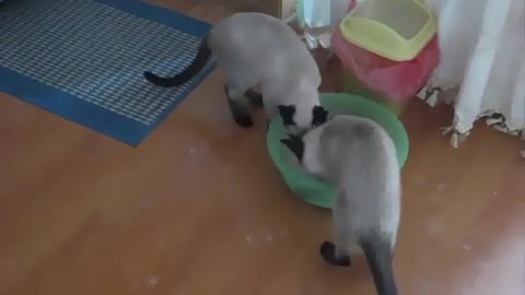 Teaching cats how to use the bathroom