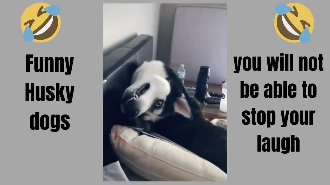 World's funniest HUSKY COMPILATION