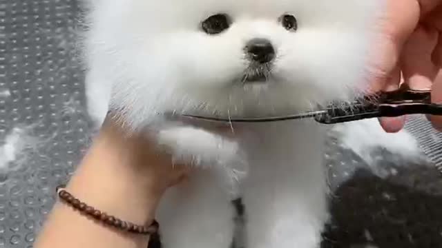 Fixing a dog's hair is so cute, don't you think?