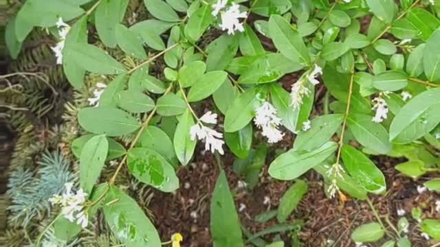 Beautiful flowers