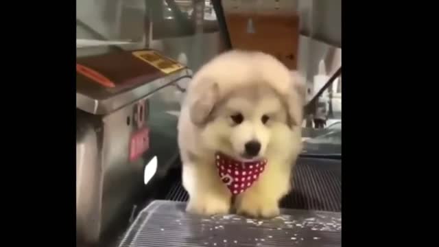 A Very cute puppy doing exercise on the Skilator