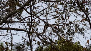 More pileated woodpeckers in our yard