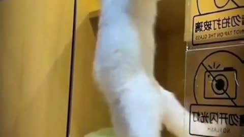 Funny cat Jumping and jumping is normal for cat, does your cat play like this?