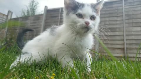 Funny cute cat video #cat#animals#rumble