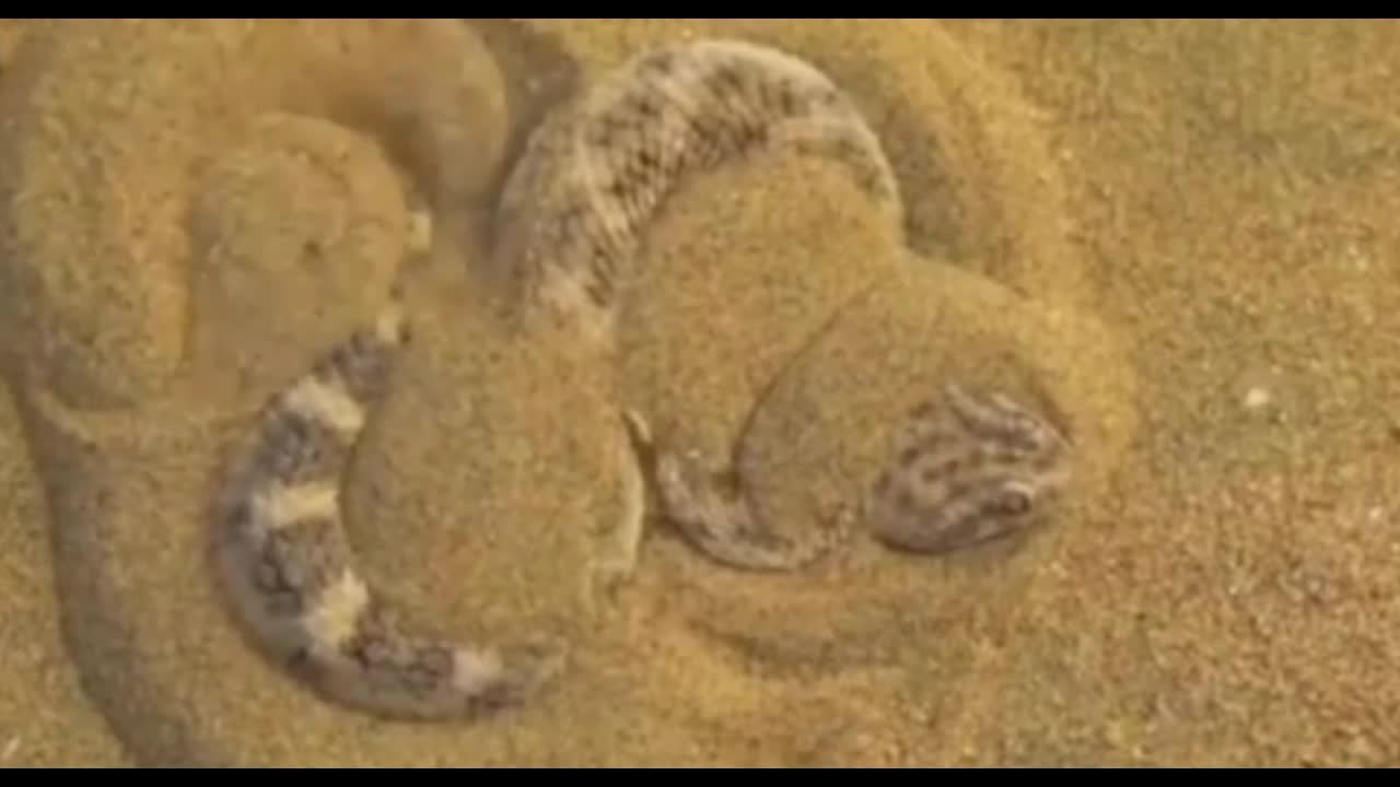 the curious-sahara sand viper camouflage