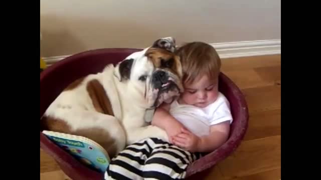 Bulldog and baby video_batch