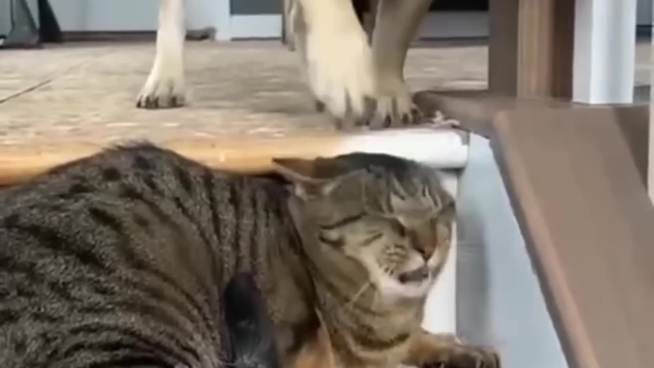Funny animal video trending 2024 cat and dog video
