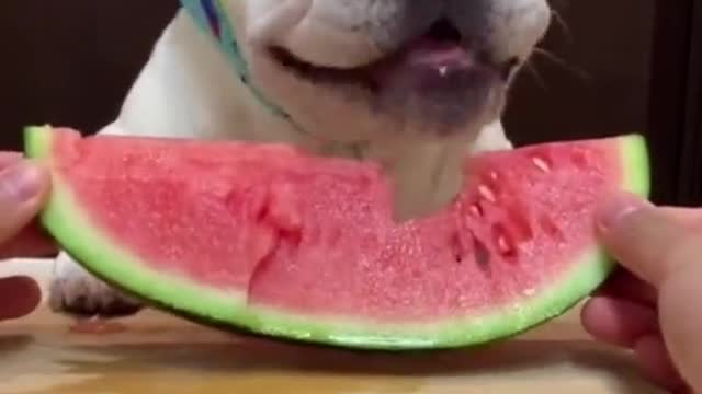 Funny Dog Eating watermelon 🍉 yummy 😋