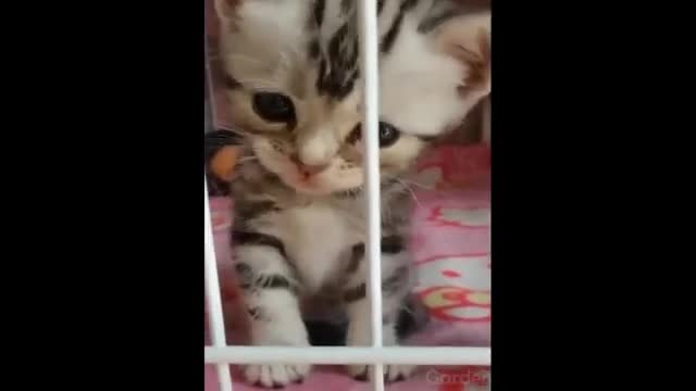 Você não viu gatos assim