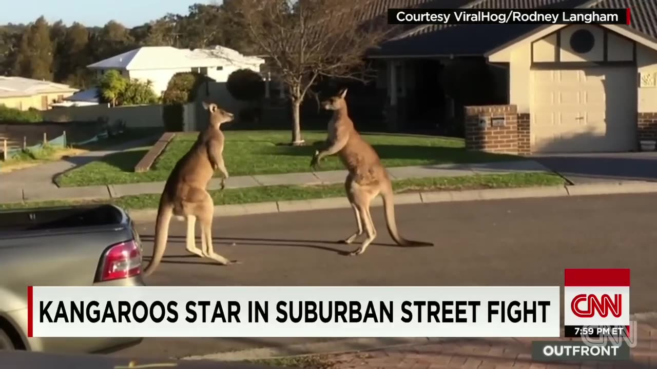 Kangaroos have a fight on the streets.