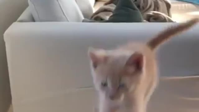 Kitten tries to make long jump, fails in epic slow motion