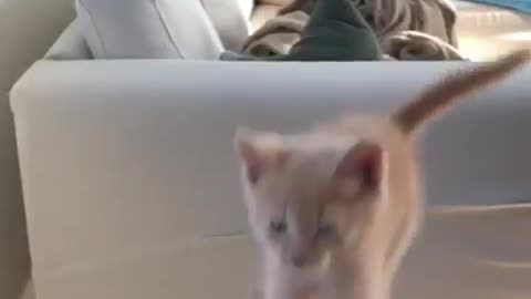 Kitten tries to make long jump, fails in epic slow motion