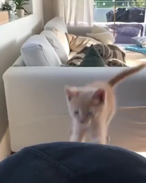 Kitten tries to make long jump, fails in epic slow motion