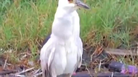 heron eating a fish