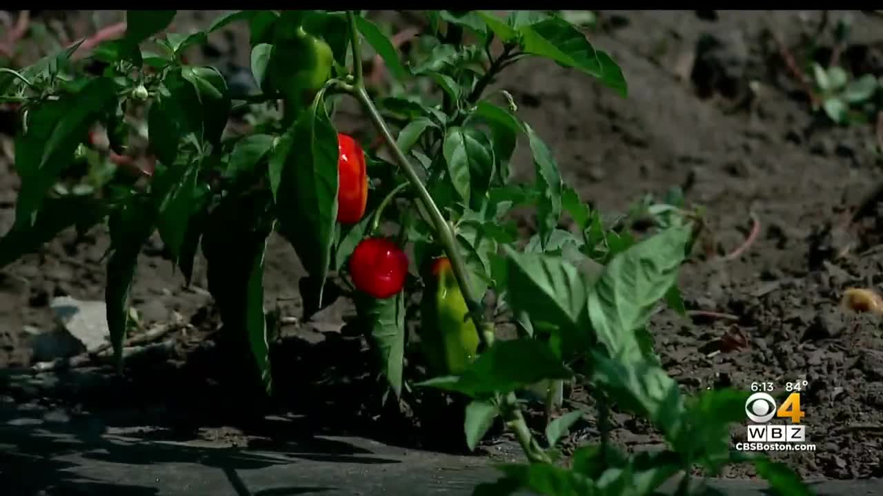 Billerica farmer refuses to pay $300,000 in taxes