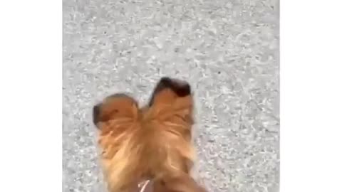Best Funny Animal Videos 2022 😺 Funny Dog Videos 2022 😁 Funniest Dog Videos 😁😇