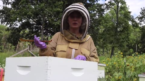 Top 5 Beekeeping Tips For A New Beekeeper