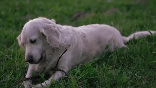 Cute Dog field playing