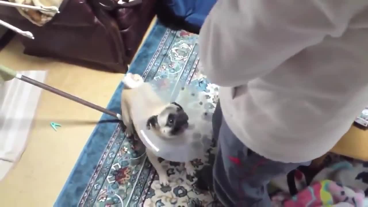 Listen to these FUNNY Dogs Barks!