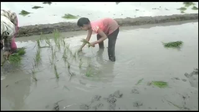 Rice paddy crop transplantation in fields.