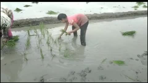 Rice paddy crop transplantation in fields.