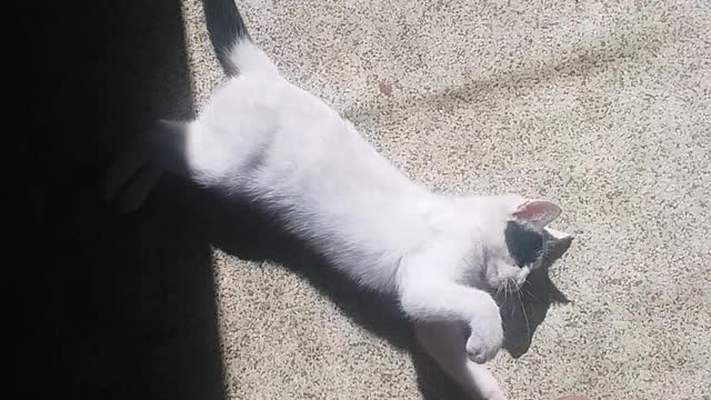 What the coolest sweet cats