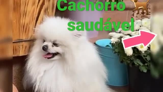 como treinar o seu cachorro 🐕🐕 cachorros saudavel Show Live Streaming