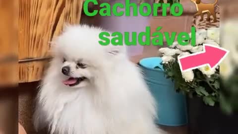 como treinar o seu cachorro 🐕🐕 cachorros saudavel Show Live Streaming