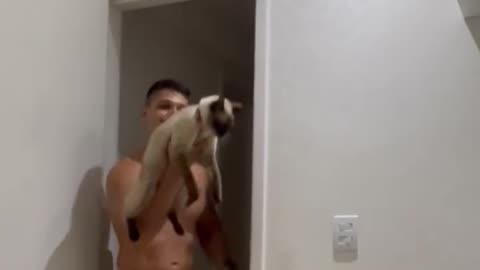 Playful cat loves being thrown 😂