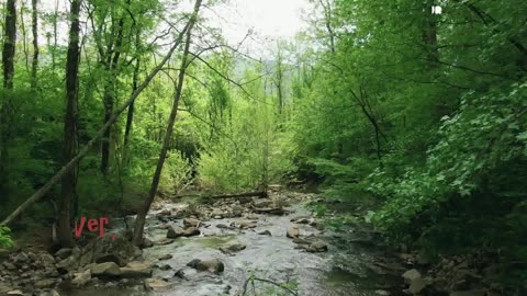 Eternal Echoes of the Forest River's | Beauty of Nature