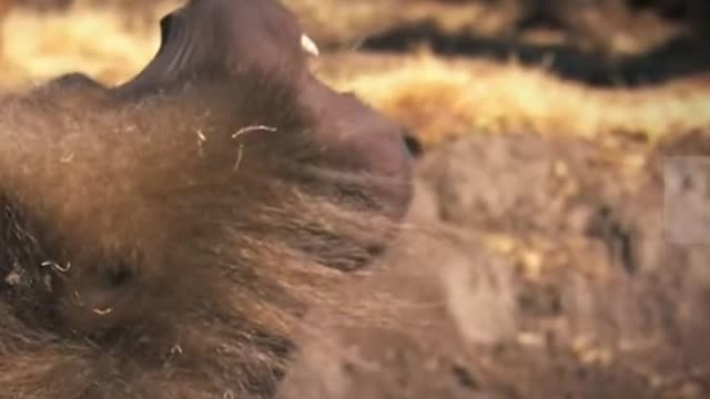 Oh, my God, this gorilla's teeth are freaking me out