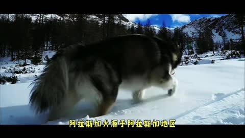 I Want To Keep Alaskan Dogs they are so cute pt.1