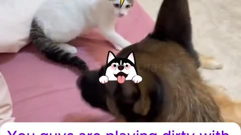 Funny cats and animals videos