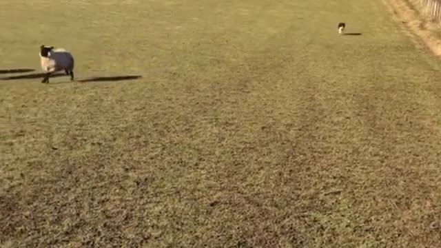 How strong is the management ability of the Border Collie?
