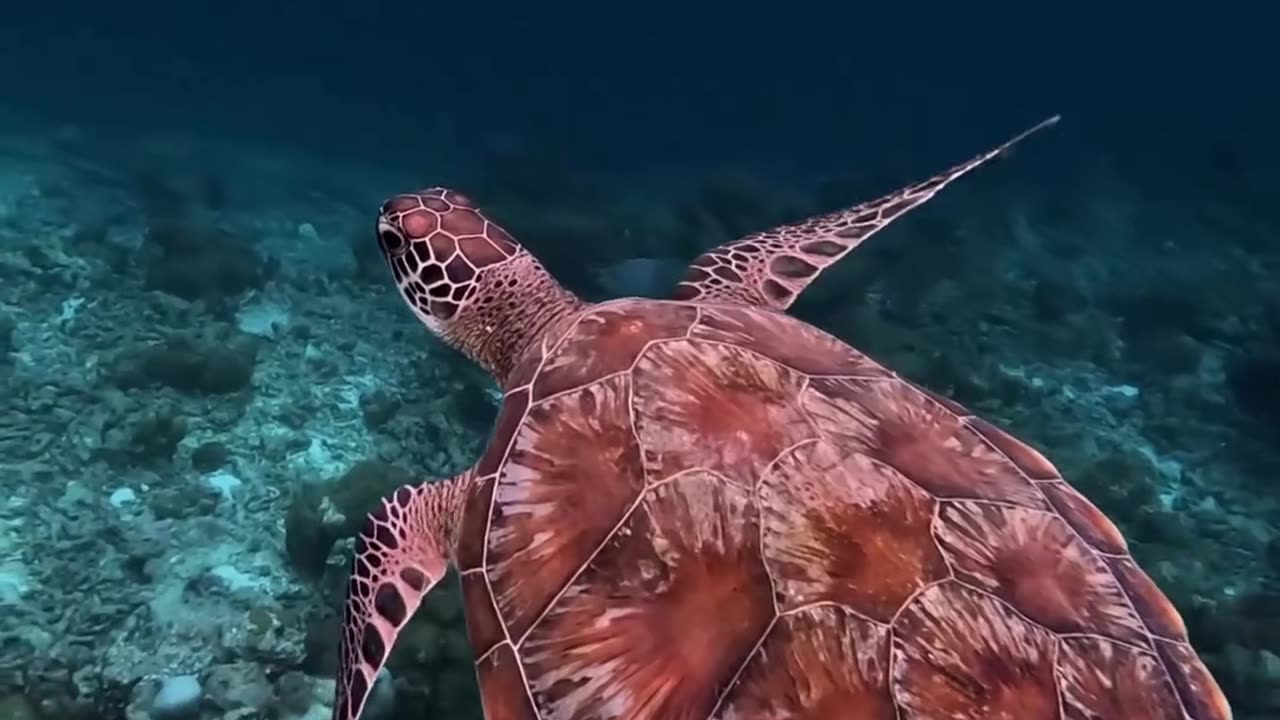 Turtles