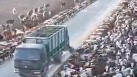 Cow eat with new style