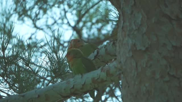 Family of lovebird chilling on a tree