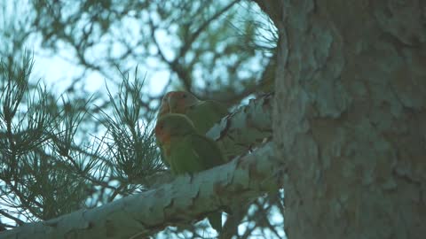 Family of lovebird chilling on a tree