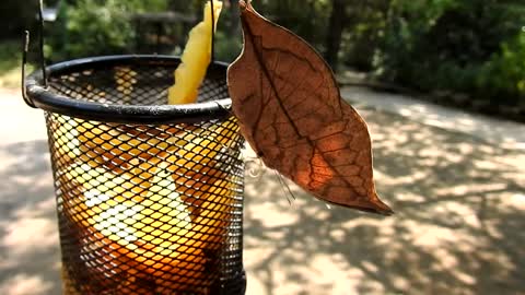 A beautiful Butterfly it closely resembles a dry leaf with dark veins