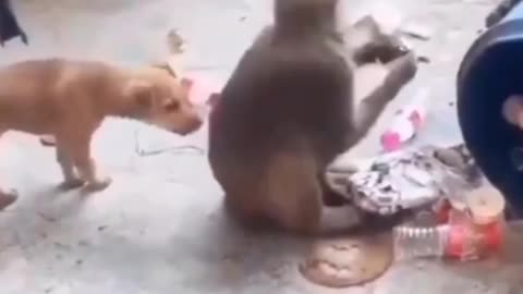 Funny cat and dog