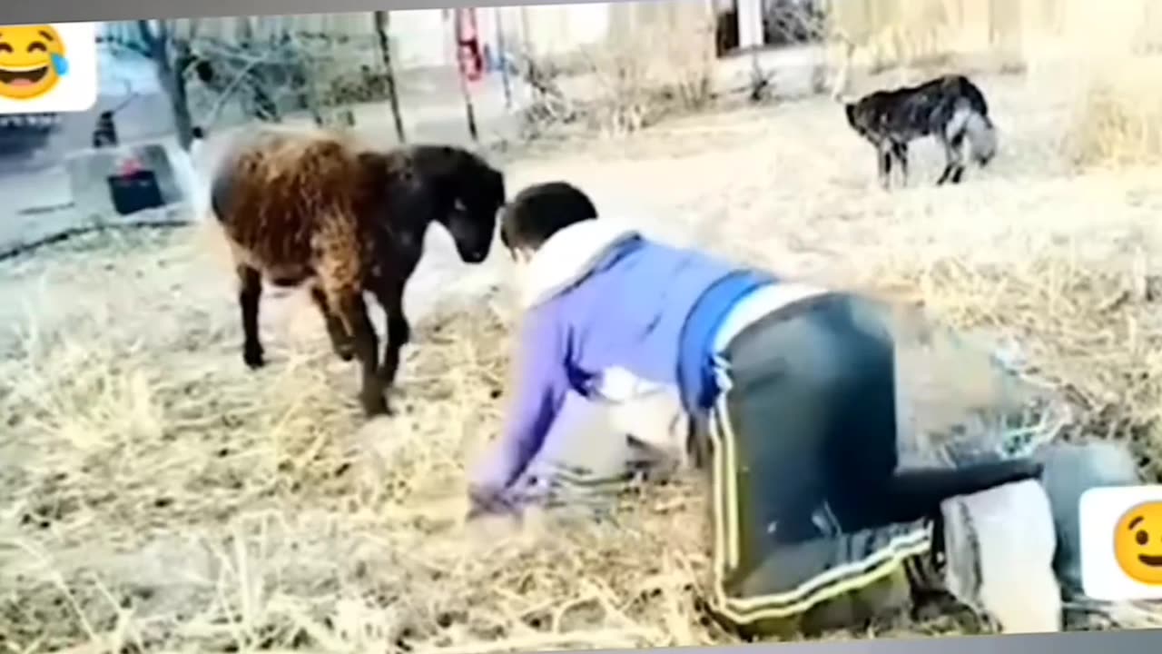 Funny animal trending video