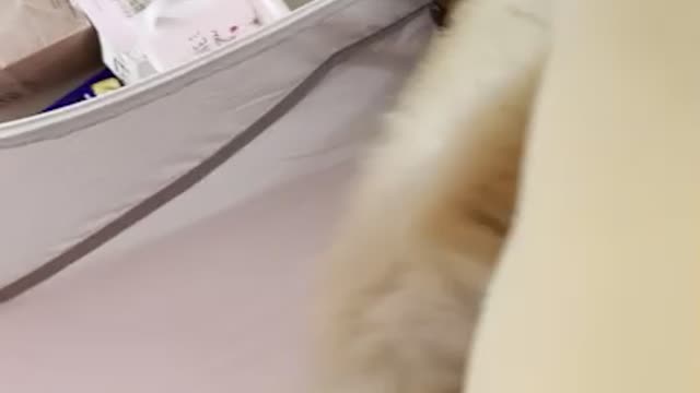 Pillow what sin