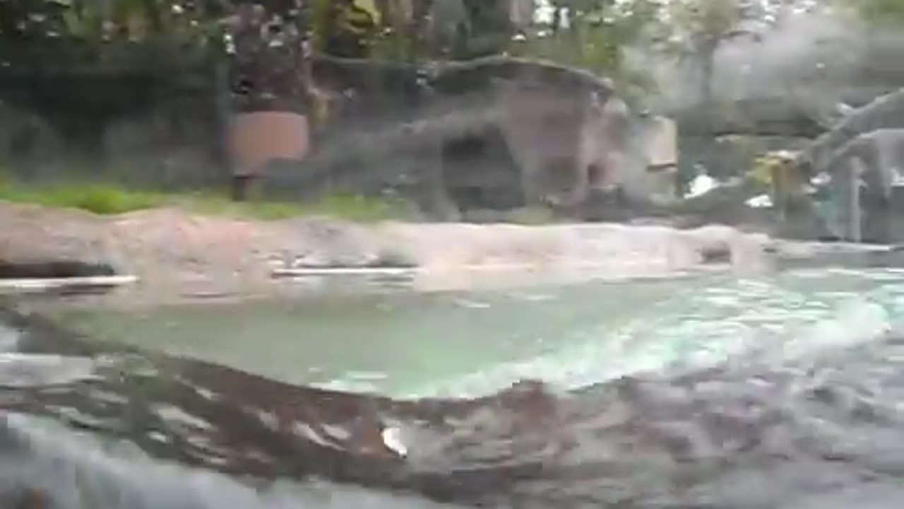 Hippo Eats Camera