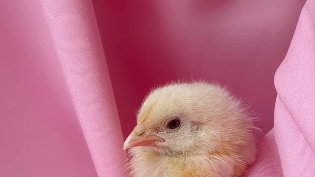 fluffy chick wanted mom