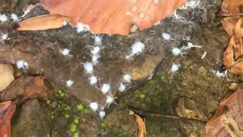 Guy finds strange bugs on his hike